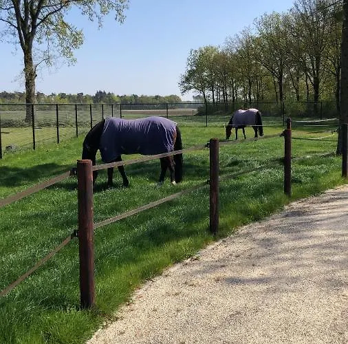 Horse And Hound Riethoven